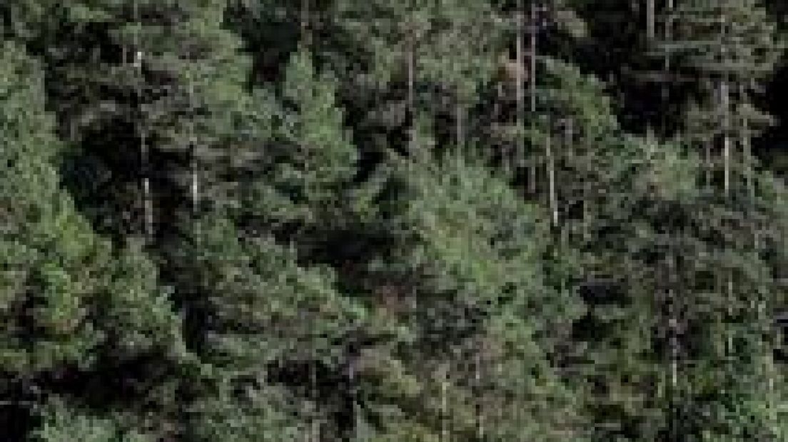 Europees bos remt opwarming aarde