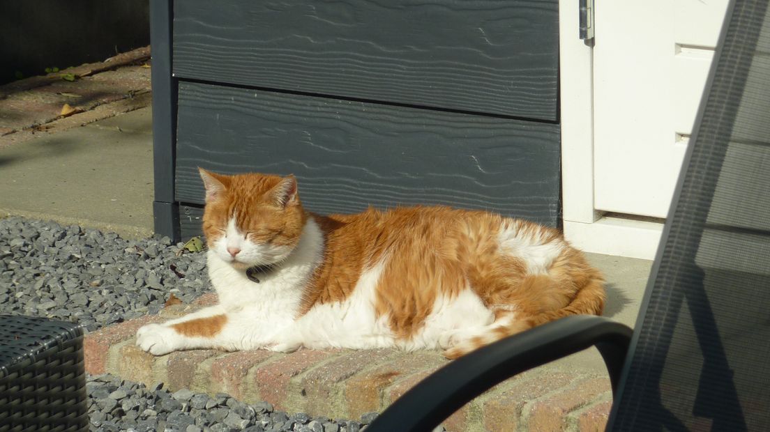 De kat van Ronny Baute uit Terneuzen geniet tussen de buien door van de zon.