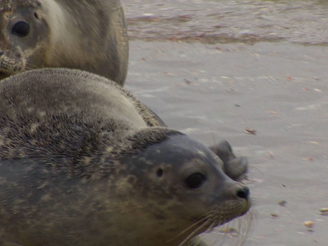 Zeehondenpups worden uitgezet