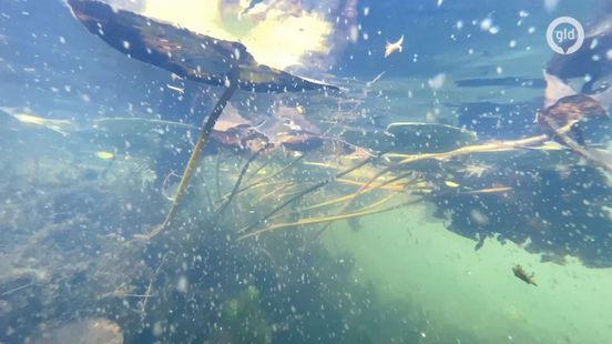 VIDEO | Ook onder water is de herfst begonnen