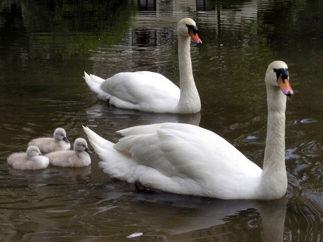 swans.cropresize.tmp.jpg