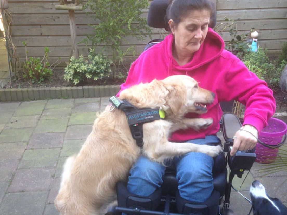geleide-hond-Blijdorp