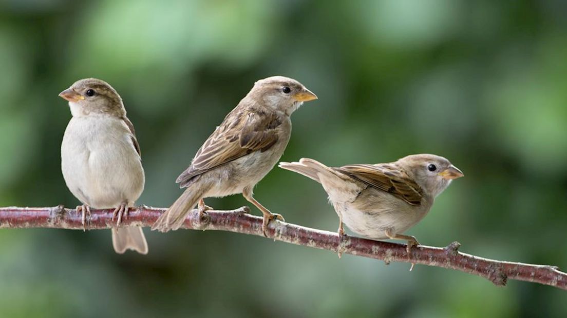 Ik zit dit weekend klaar voor het raam vanwege de Vogeltelling