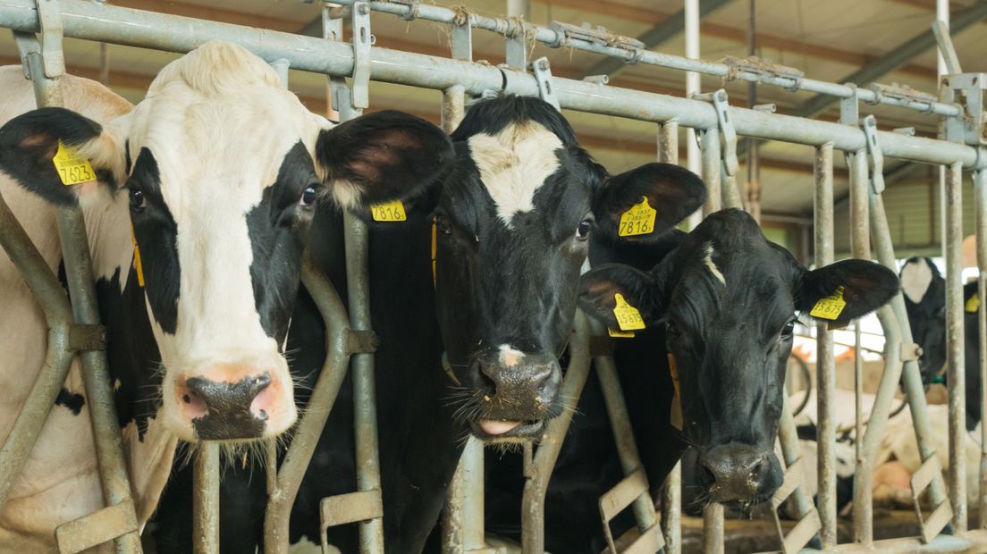 Het Noorden wil internationaal een voorbeeld zijn in de landbouw (Rechten: archief RTV Drenthe)