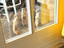Stokstaartjes ontsnapt uit tuin: 'Ze zijn gewoon niet te vangen'