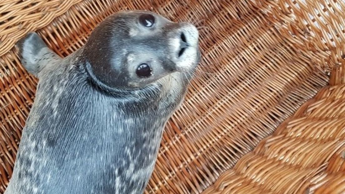 Zeeland ook paradijselijk voor zeehonden
