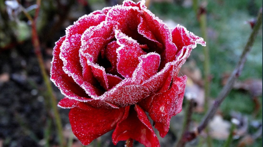 Foto door Adrie Gideonse (Veere)
