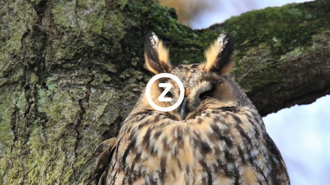Verzeeuwigd