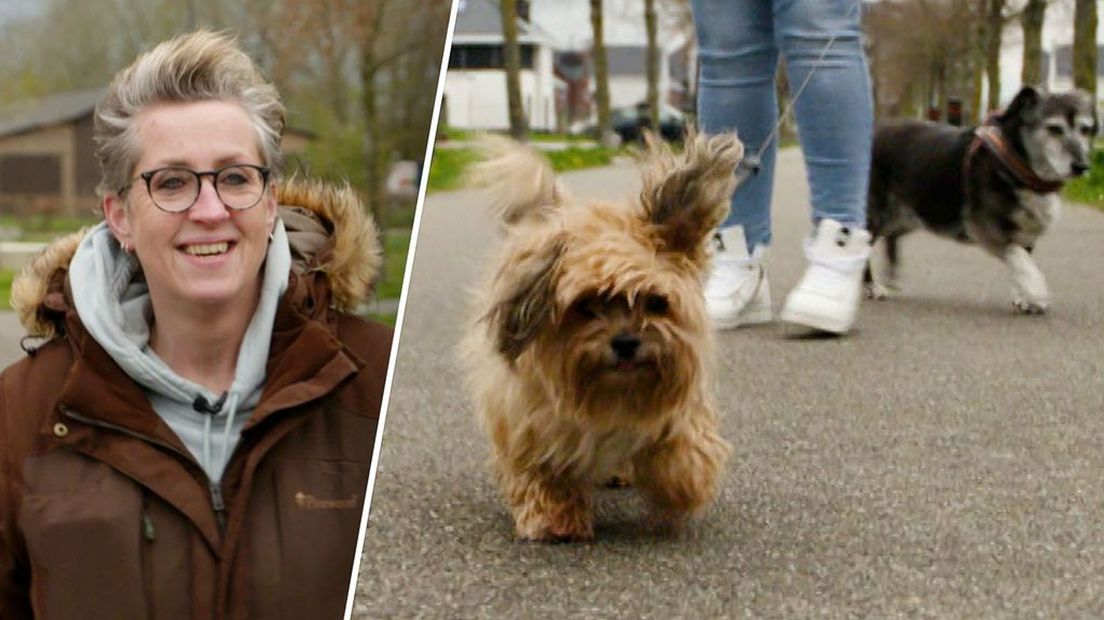 Wilma de Joode met haar honden.