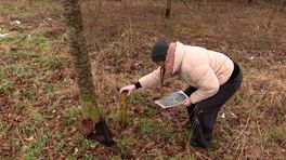Video: Bomen onvindbaar in memoriebos Sittard