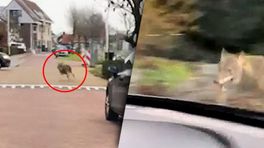 Wolf rent in paniek dwars door woonwijk