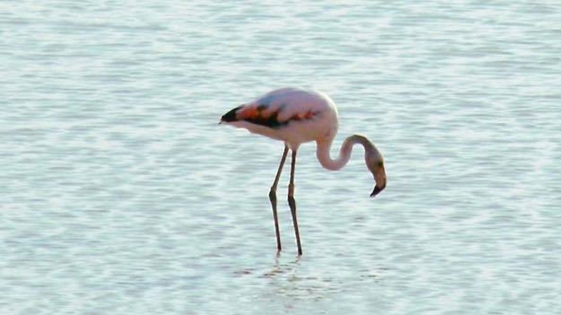 Flamingo viert vakantie in Zeeuws-Vlaanderen