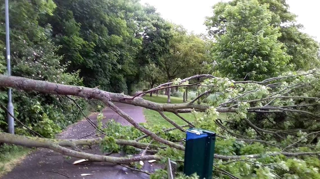 Omgewaaide bomen in het Slingerbos van Zierikzee