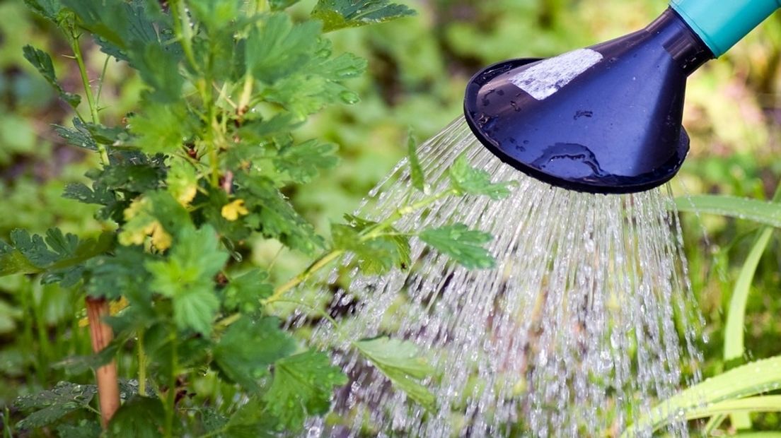 Je plantjes in de tuin besproeien met water