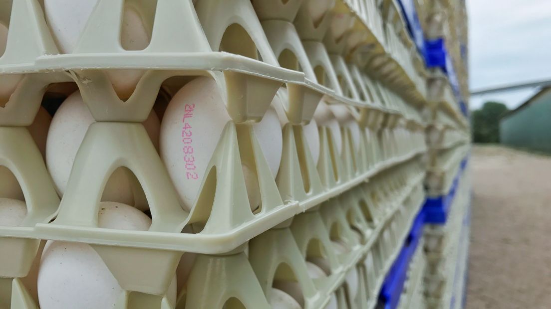 Kippenbedrijf Grijpskerke stilgelegd: 'Eet gewoon je eitje op'