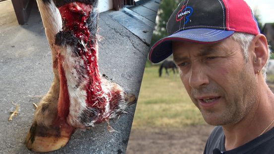 Gerrits paard gewond na laagvliegen heli: 'Ik kon zo op het bot kijken'