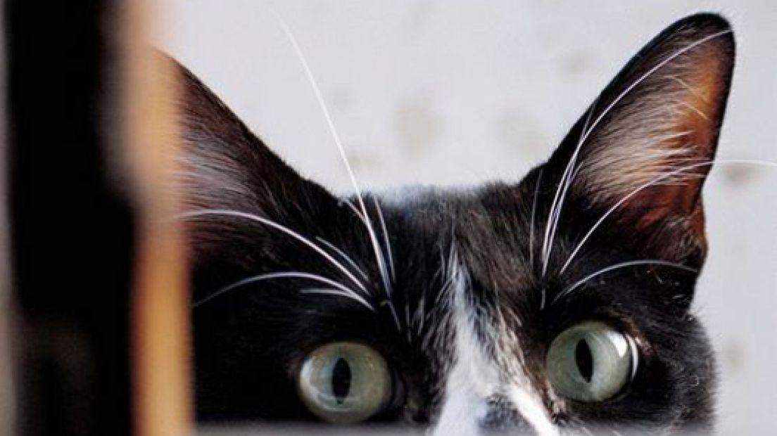 'Mogelijk katten vergiftigd in Beesd'