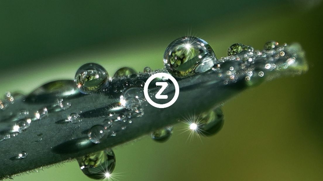 Verzeeuwigd