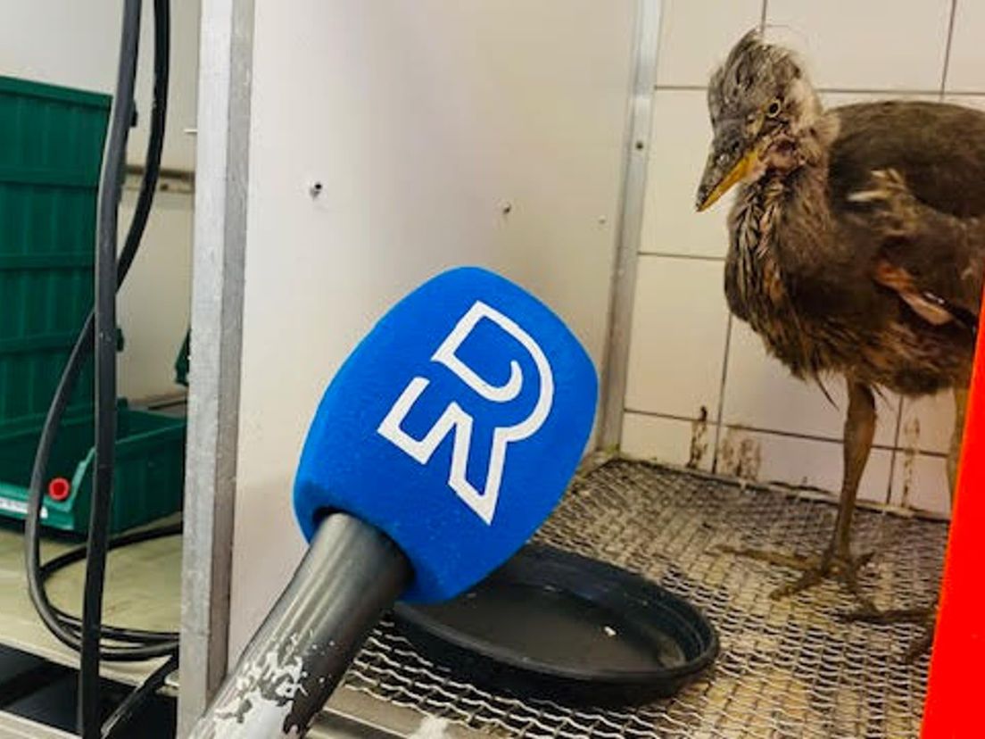 Wat zegt de reiger?