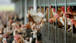 Limburgse pluimveehouders verontrust over vogelgriep