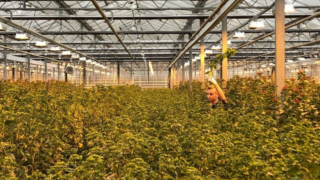 Groessen, arbeidsmigranten