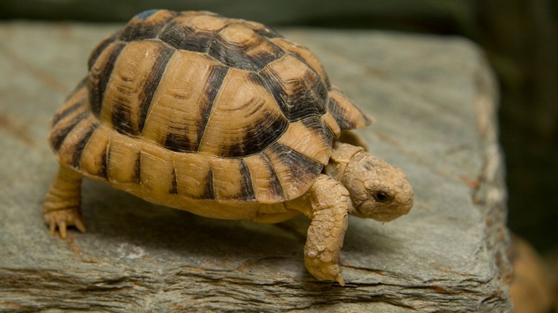 Zeldzame Egyptische landschildpadden geboren.