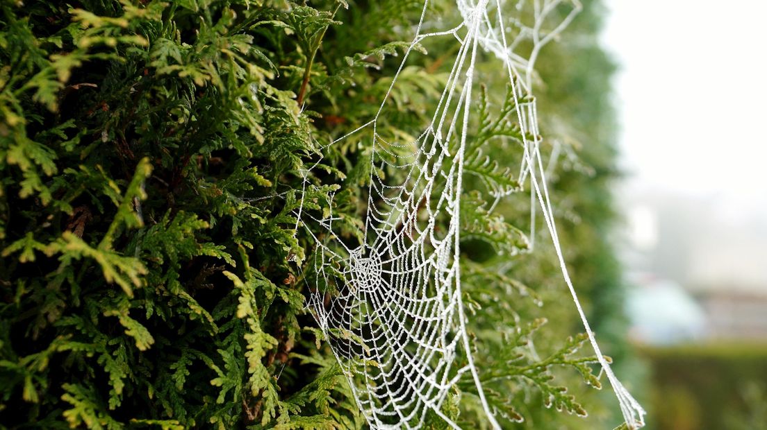 Bevroren spinnenweb in Nieuwleusen