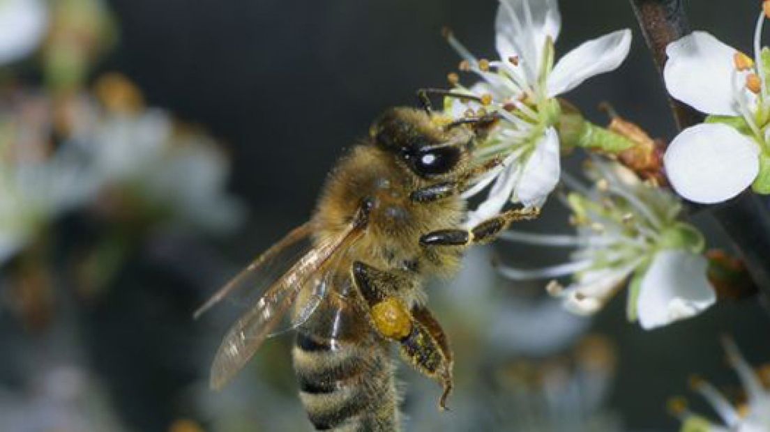 Bijen vliegen nu al uit om te poepen