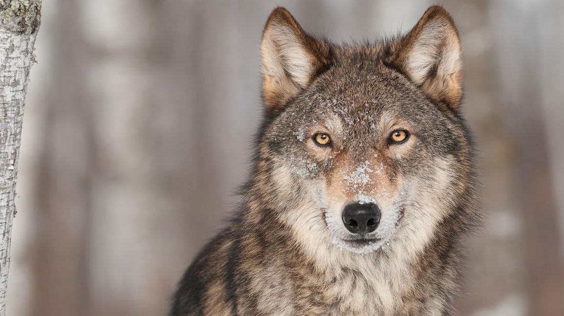 Wolf