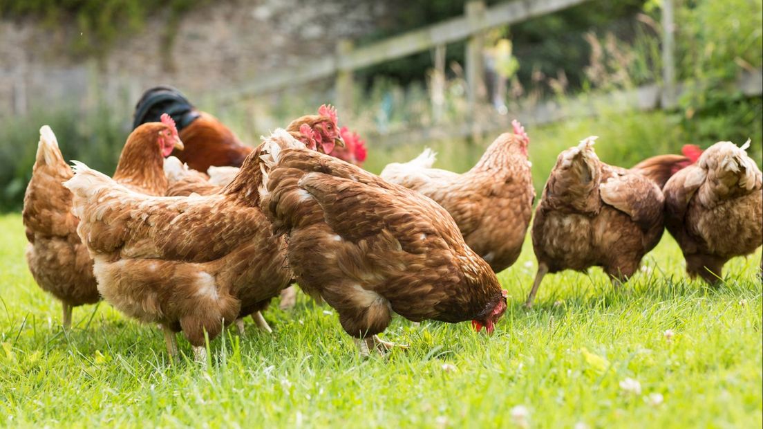 Praat mee: Het is oneerlijk dat hobbyboeren hun dieren niet hoeven op te hokken