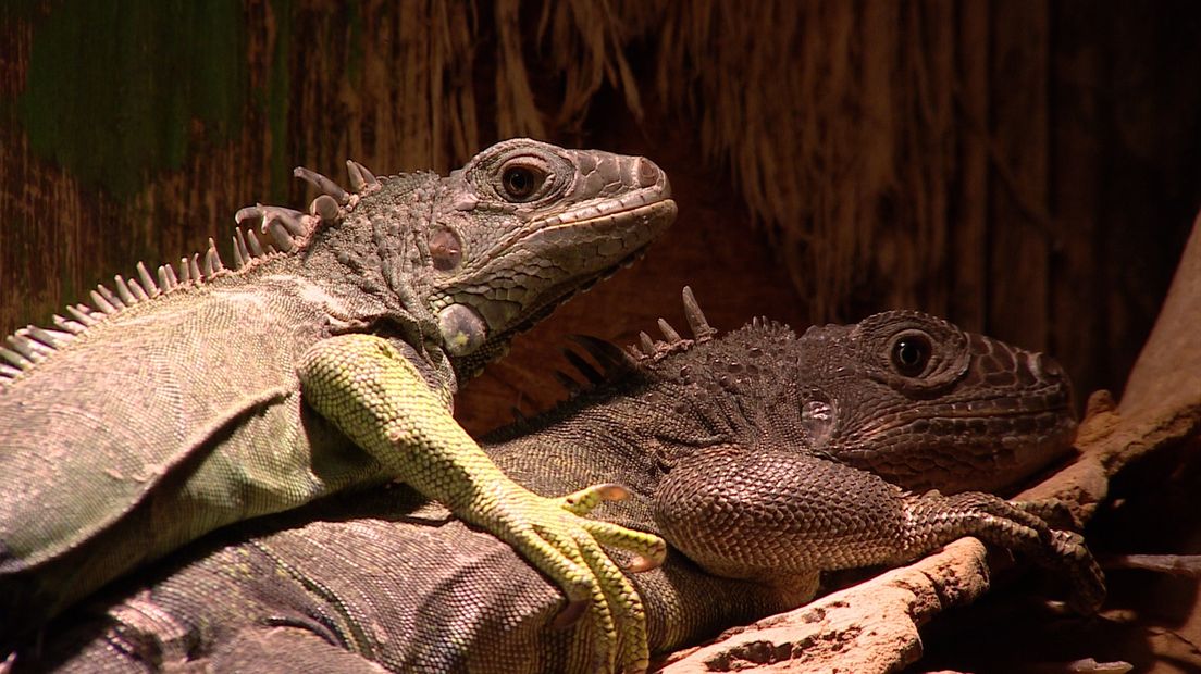 De eerste bewoner van Iguana was de groene leguaan