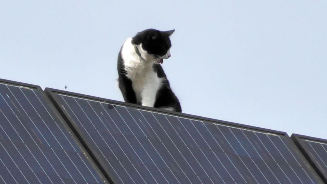 De kat op het dak in Enschede