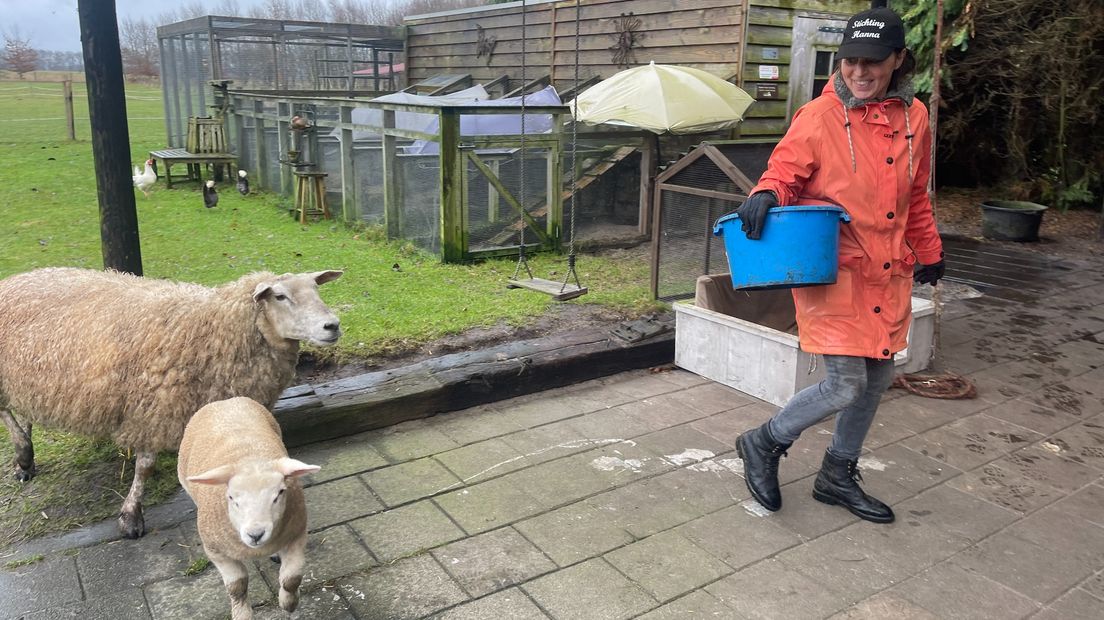 Hanneke Mol heeft net twee schapen eten gegeven