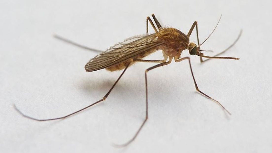 Wageningen University zoekt doodgeslagen steekmuggen.