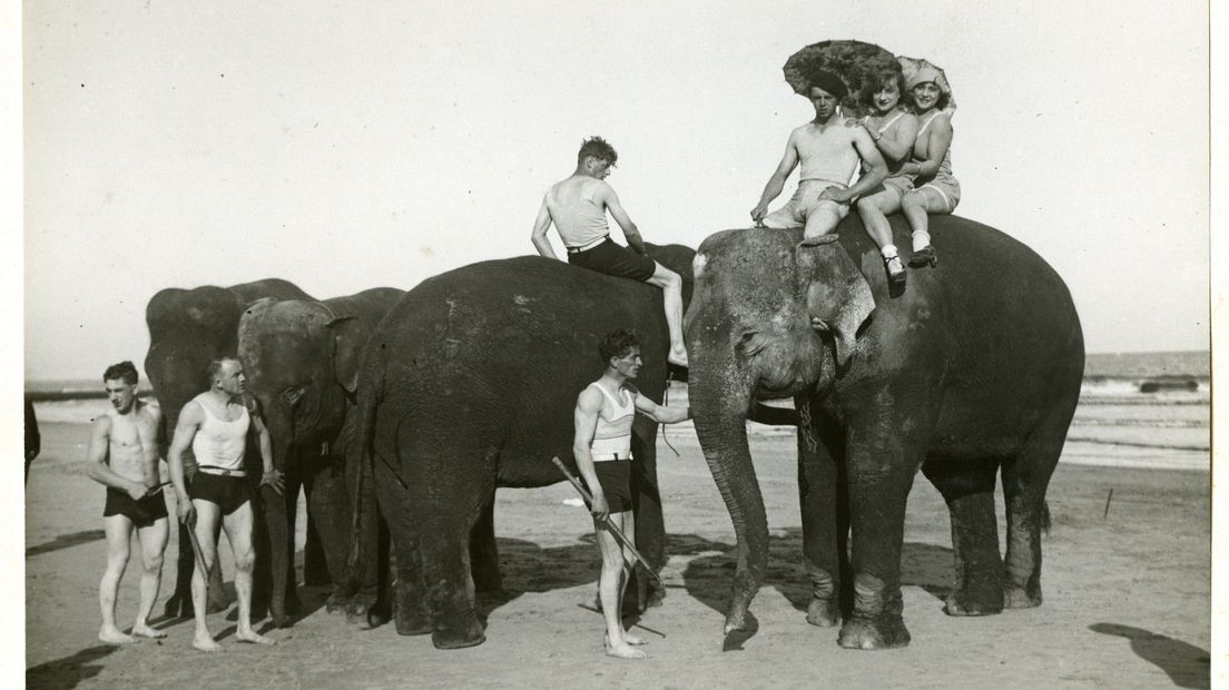 De olifanten van het circus Hagenbeck aan het strand