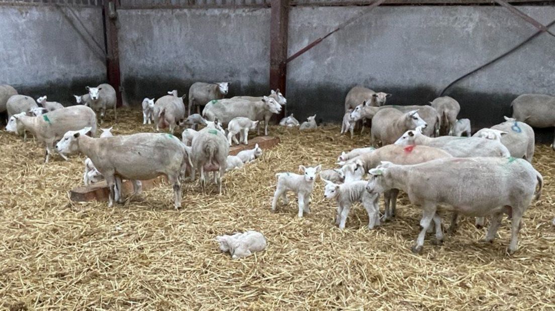 Drukte in de stal van de familie Kingma