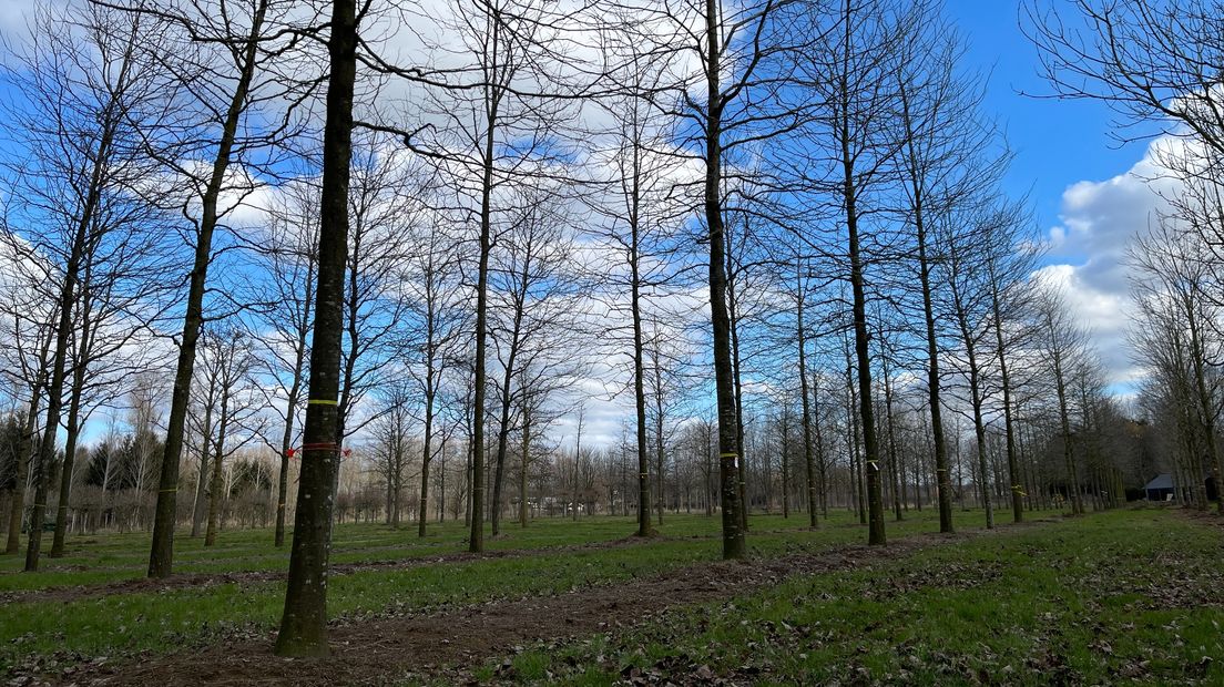 Brabantse bomen zijn lang