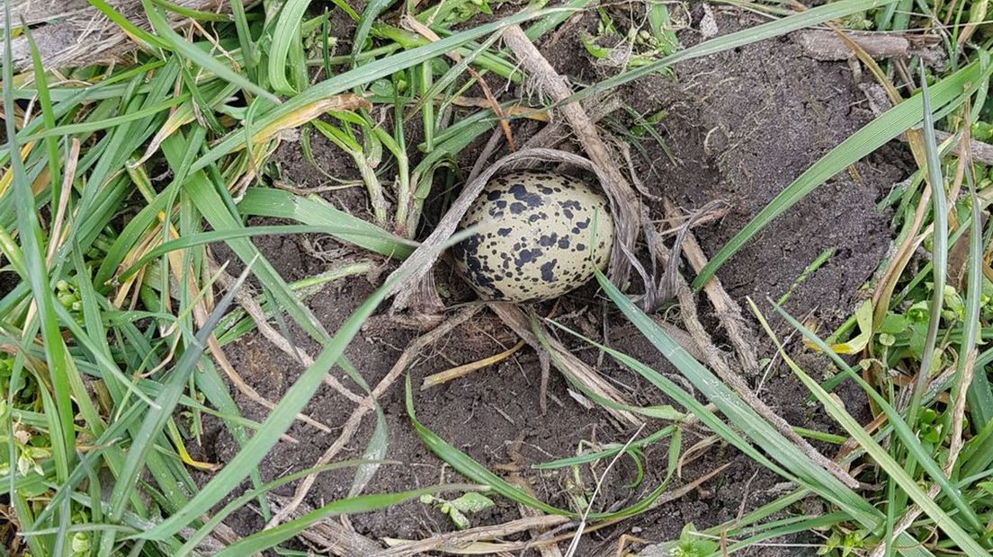 Het gevonden ei.