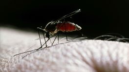 ‘Last van muggen? Mensen zijn piepdozen!’