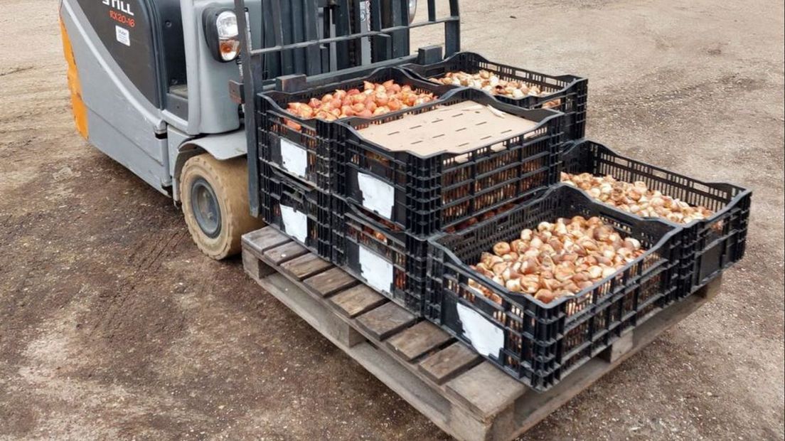 Gemeente deelt 500 tulpenbollen voor inwoners uit aan ambtenaren