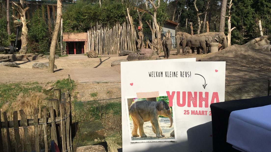 Yunha vlak na haar geboorte in 2017.