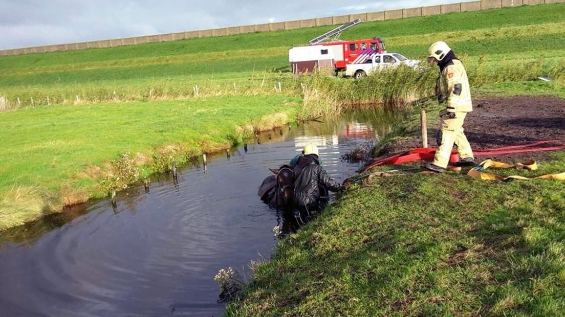 Brandweer redt paard uit de sloot bij Scharendijke