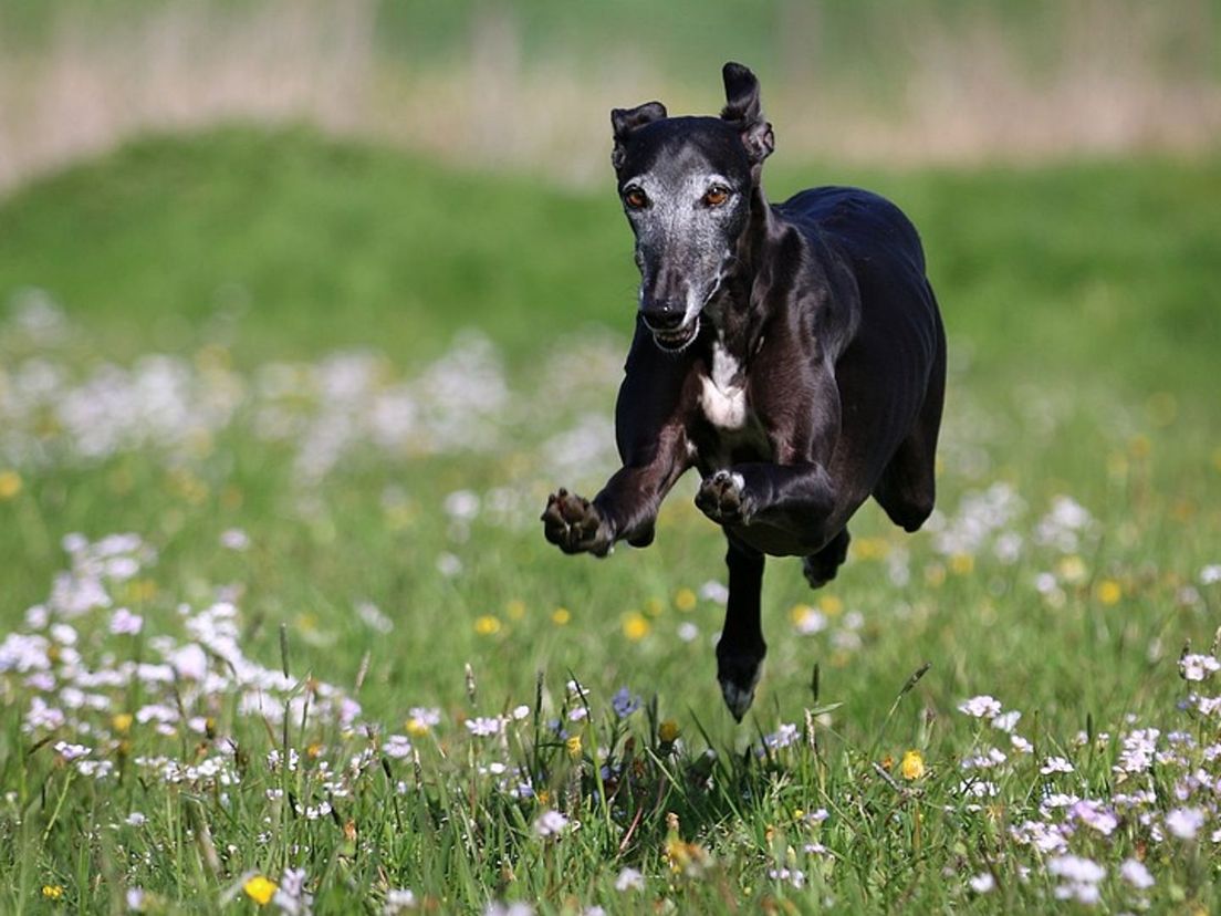 Galgo