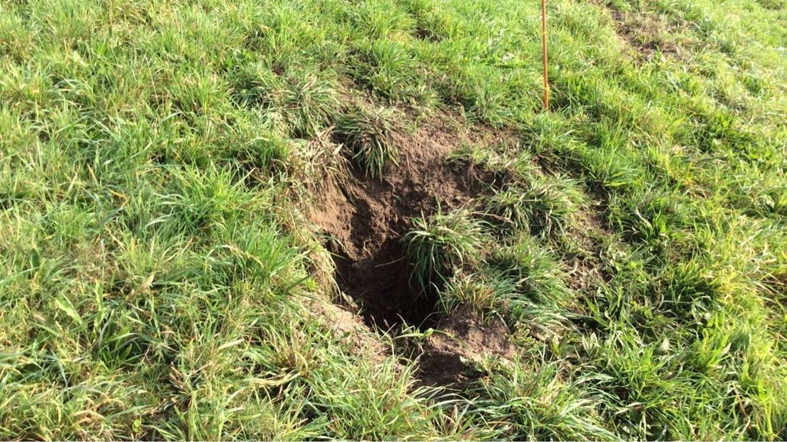 Graafschade in een dijk, veroorzaakt door een hond (Rechten: WDODelta)