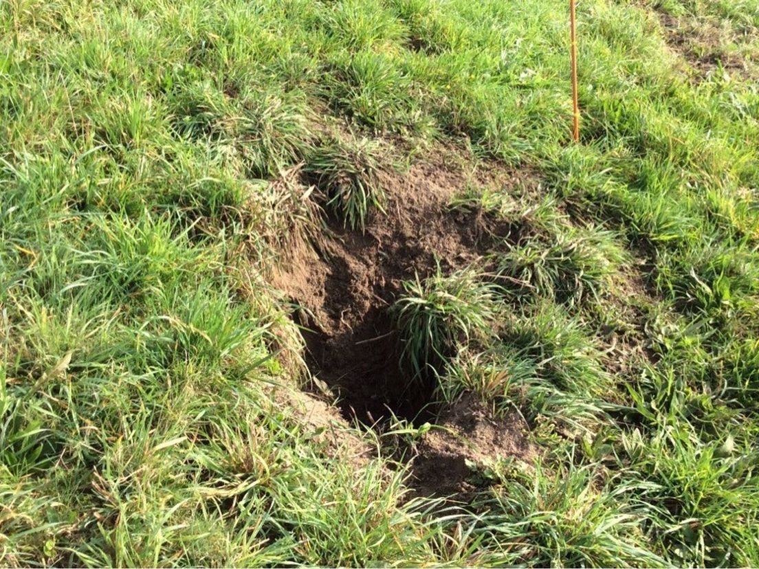 Graafschade in een dijk, veroorzaakt door een hond (Rechten: WDODelta)