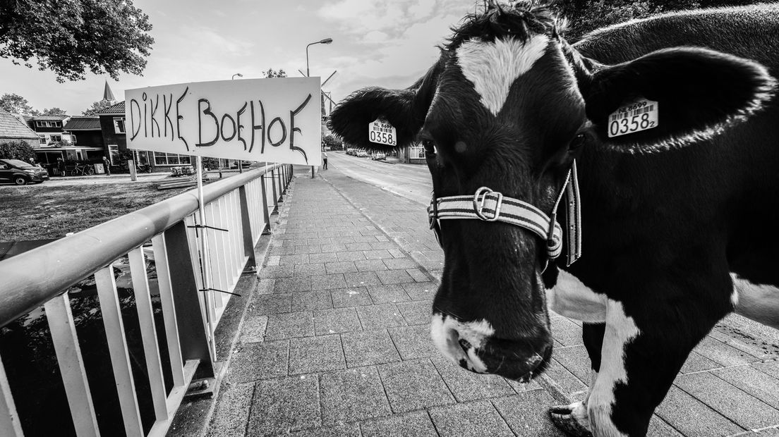 Demonstrerende koe op de Burgemeester Vosbrug.
