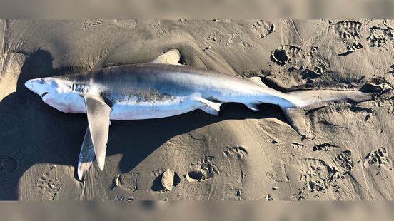 Bijzondere vondst op strand Schiermonnikoog: blauwe haai aangespoeld - Fryslân