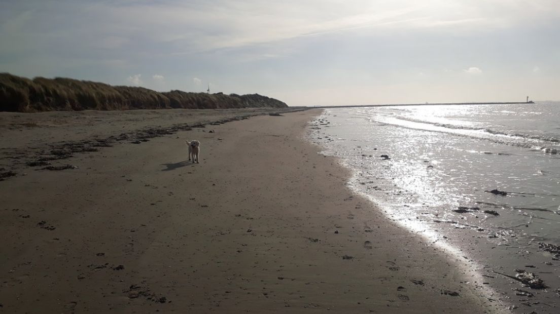 Strand Borssele