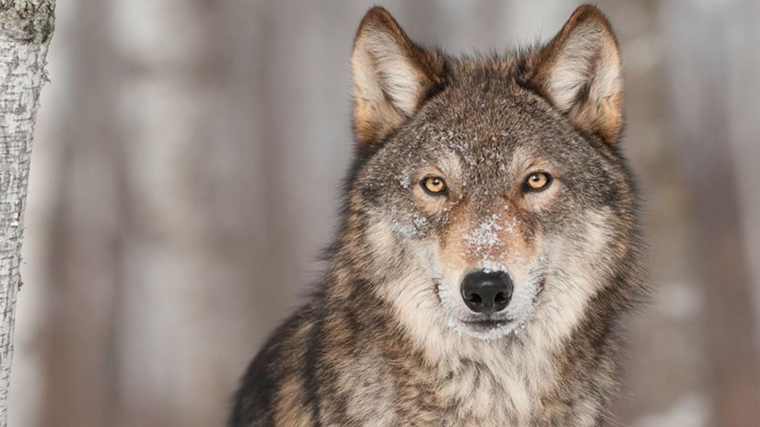 De Twentse jager die een wolf doodschoot is nog niet van alle juridische ellende verlost.