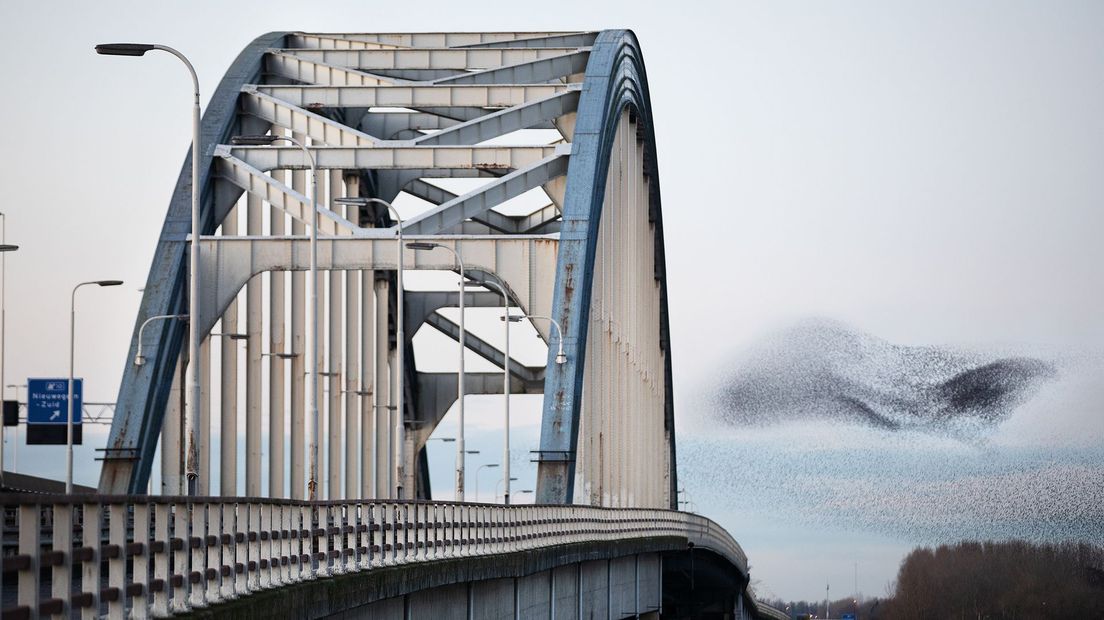 Vaak zie je vogels rusten op de stalen constructie van de Lekbrug. Hier vliegt een zwerm spreeuwen rond de brug. Marks besluit: "De vogels zullen 'm ook gaan missen."